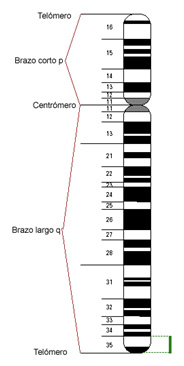 Cromosoma 4