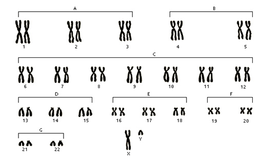 Cromosomas humanos
