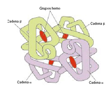 Molécula de hemoglobina