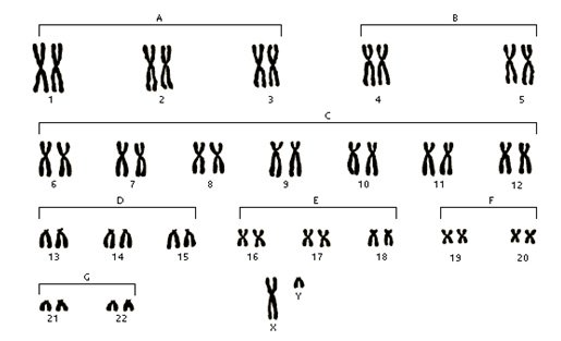 Cromosomas humanos Cromosomas humanos