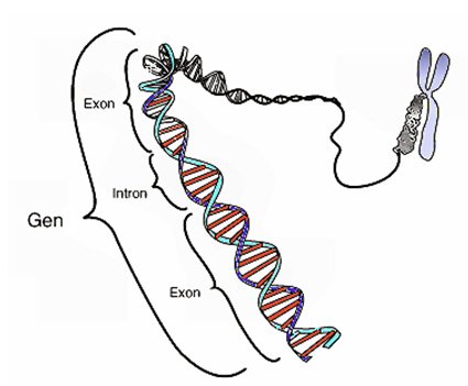 Estructura en doble hélice de un gen